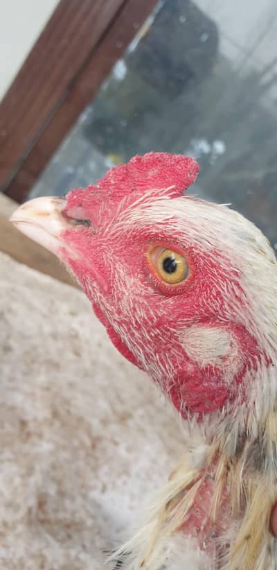 Home Breed Aseel For Sale.