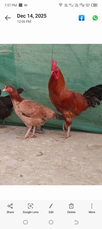hens kurk hen with Cock