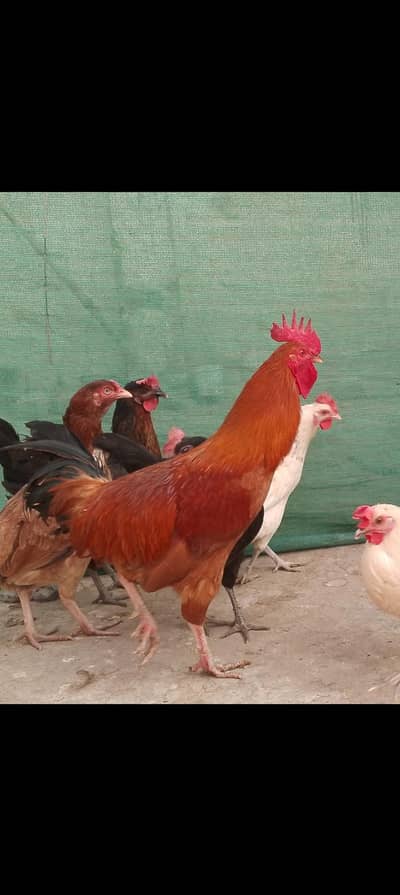 hens kurk hen with Cock