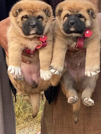 kurdish kangal puppy | kurdish kangal dog| kangal puppies