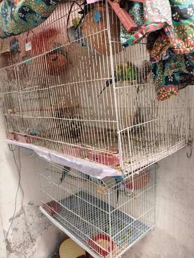 parrots cage