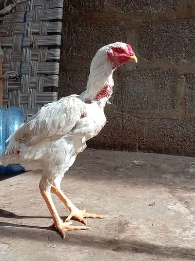Aseel shamo | White Shamo | Coco shamo | Shamo pair | Breeder | hen