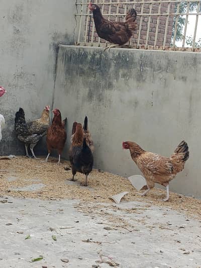 Dasi hens for sale || 6 hens available