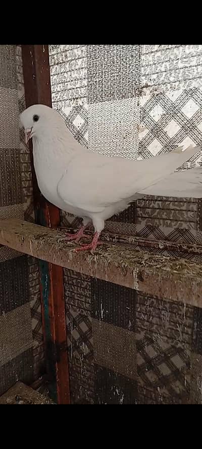 8 x pigeons Golden ,Teddy ,Deewan