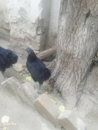 ayam cemani black tongue