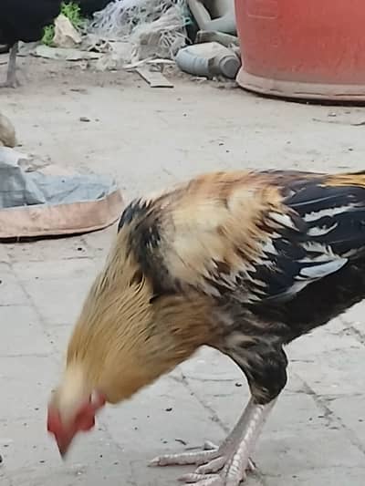 aseel پٹھے beautifully healthy