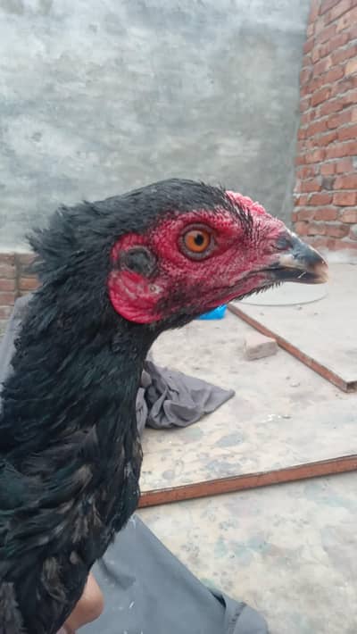 Thai pathiyan for sale 0301/4422/538 only serious buyercontact