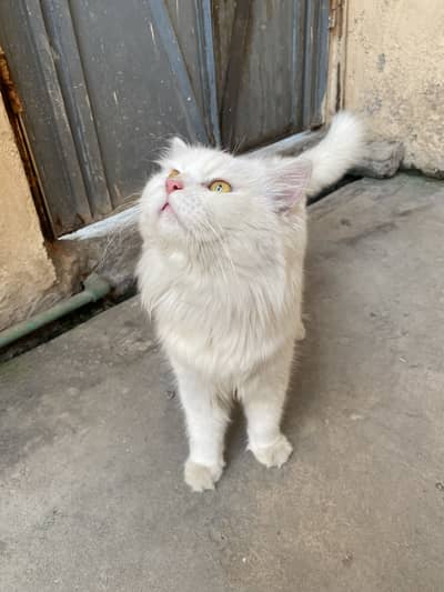 Persian male cat for sale 2.5 years old