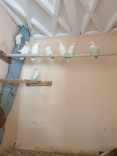 Albino black eye available