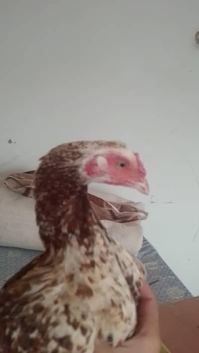 desi murga  aseel murgi 2 active