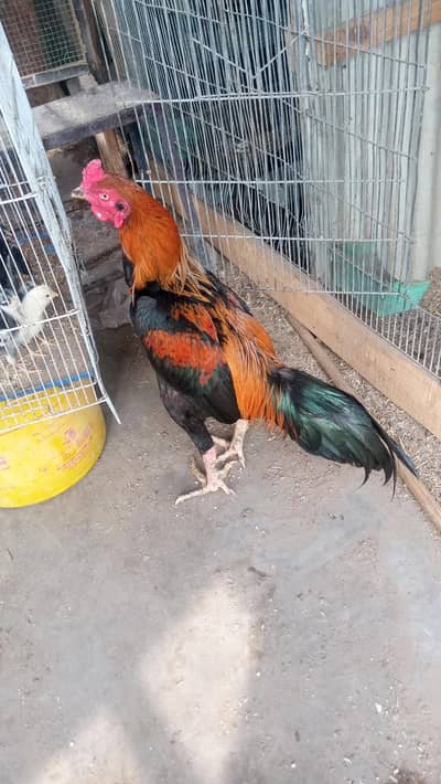 Assalam o Alikum Aseel thai male for sale whatsapp num 03100128288