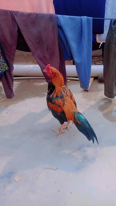 assalam o Ali kum as eel murgha for sale whatsapp num03100128288