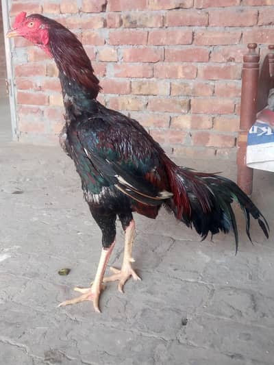 Lakha Aseel murga 03364315258