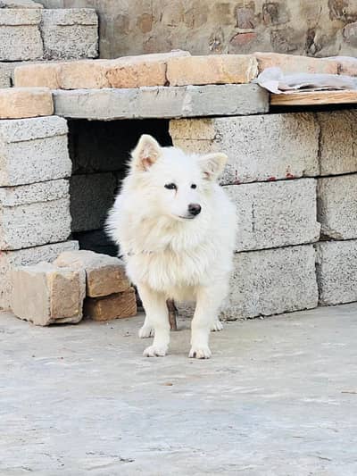 Pure Russian Male For Sale