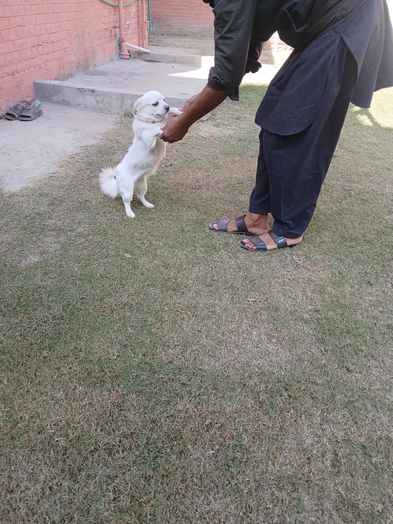 Two Well Behaved, Fully Vaccinated, 2.5 years Old Labrador & Shih tzu — photo 3
