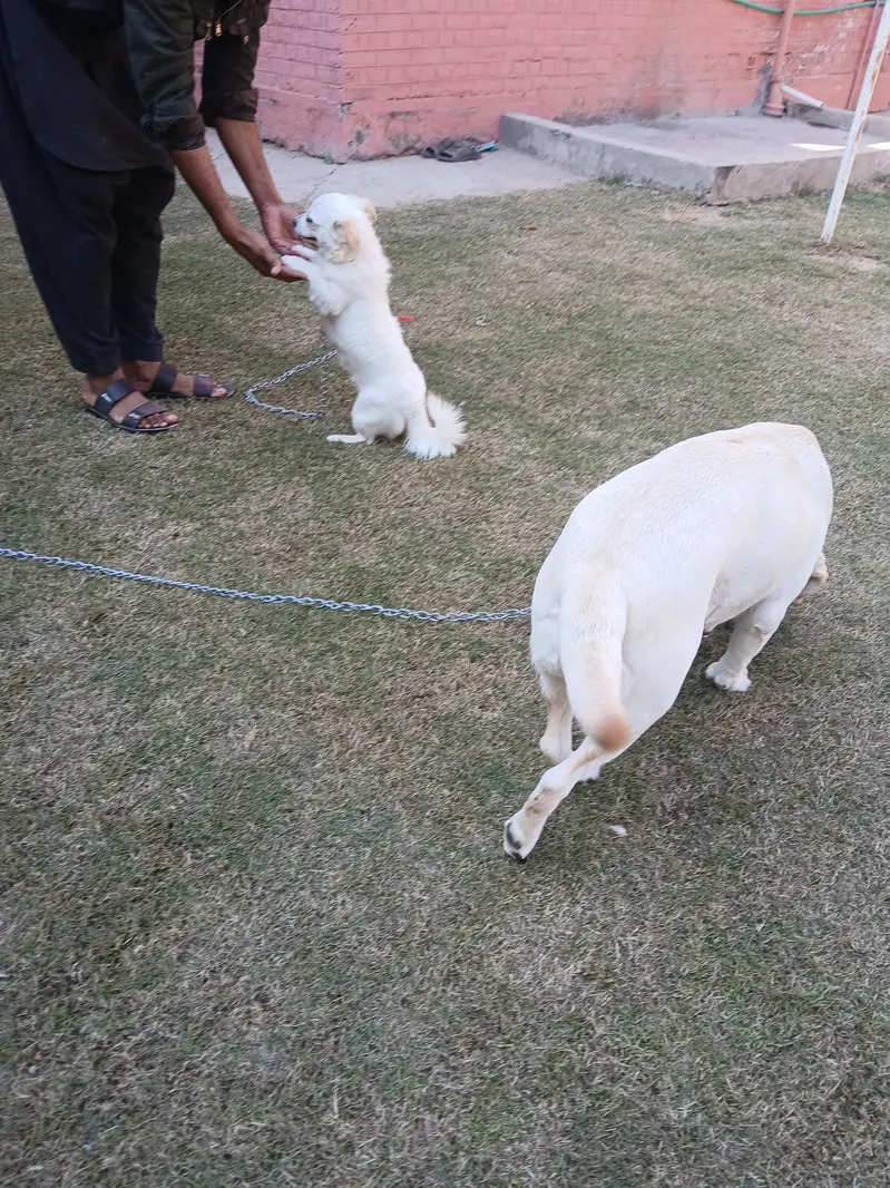 Two Well Behaved, Fully Vaccinated, 2.5 years Old Labrador & Shih tzu — photo 4