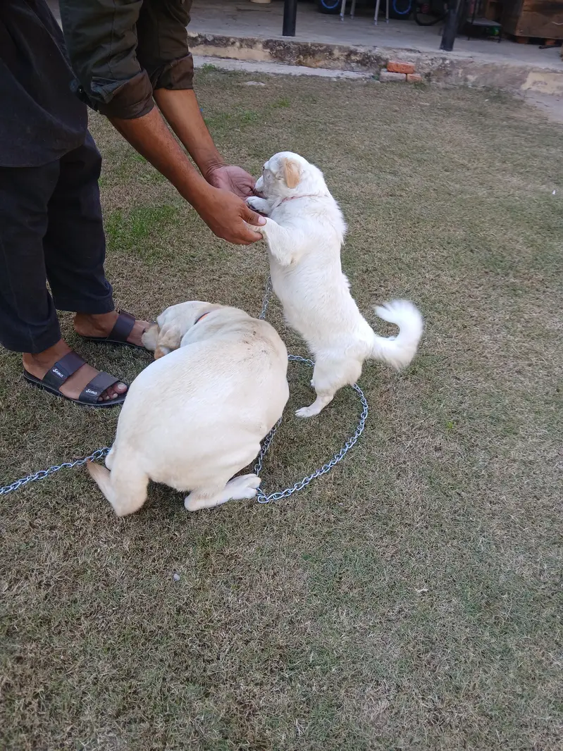 Two Well Behaved, Fully Vaccinated, 2.5 years Old Labrador & Shih tzu — photo 2