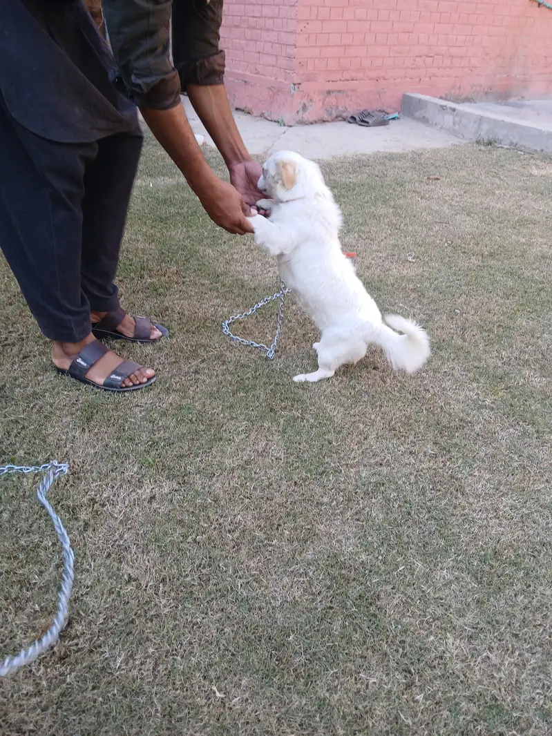 Two Well Behaved, Fully Vaccinated, 2.5 years Old Labrador & Shih tzu — photo 5