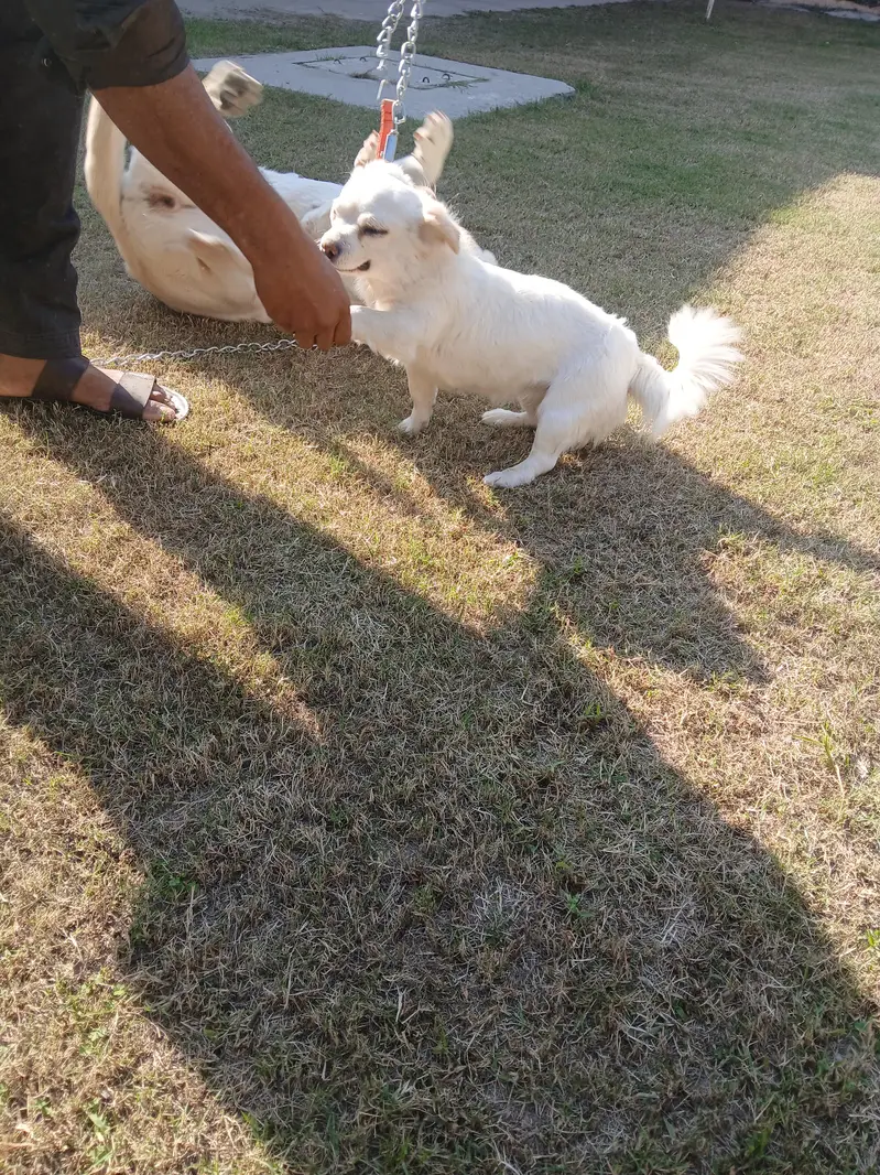 Two Well Behaved, Fully Vaccinated, 2.5 years Old Labrador & Shih tzu — photo 6