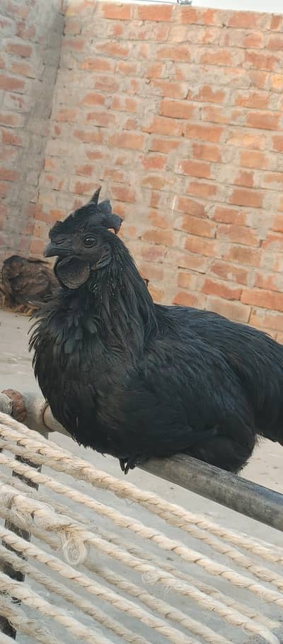Ayam cemani gray tongue