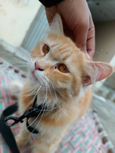 Persian cat full trained