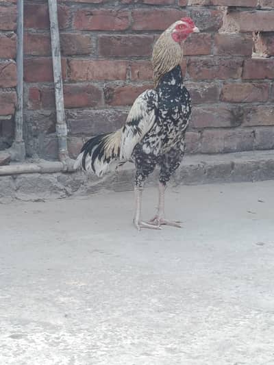 Aseel Thai house breed for sale