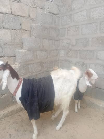 ablak goat with 7 month baby full active