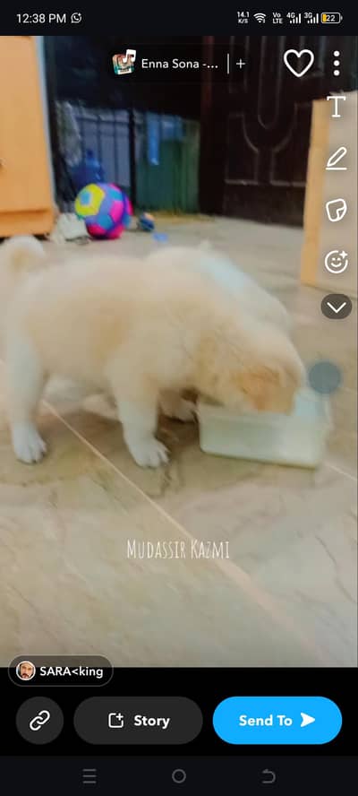 Labrador 2 dog male female