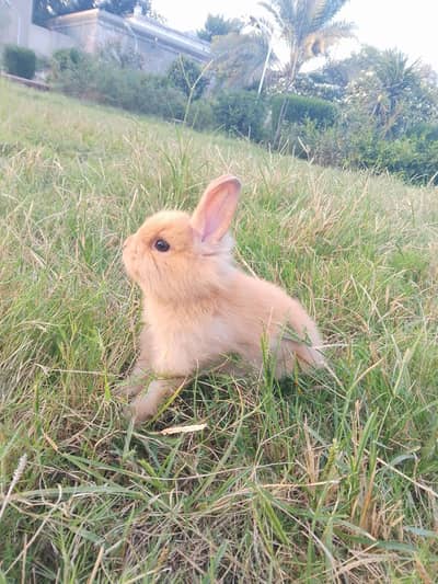 Lionhead dwarf for sale