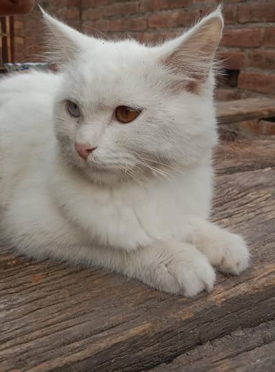 Persian female cat