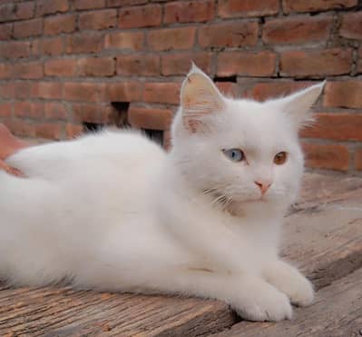 Persian female cat
