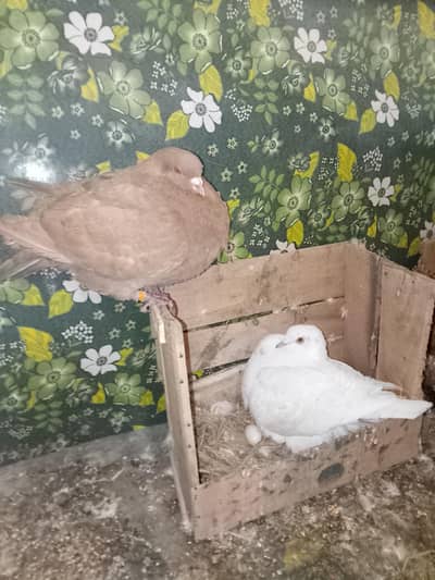 King pigeons breeder pair for sale maxhallah full jumbo size