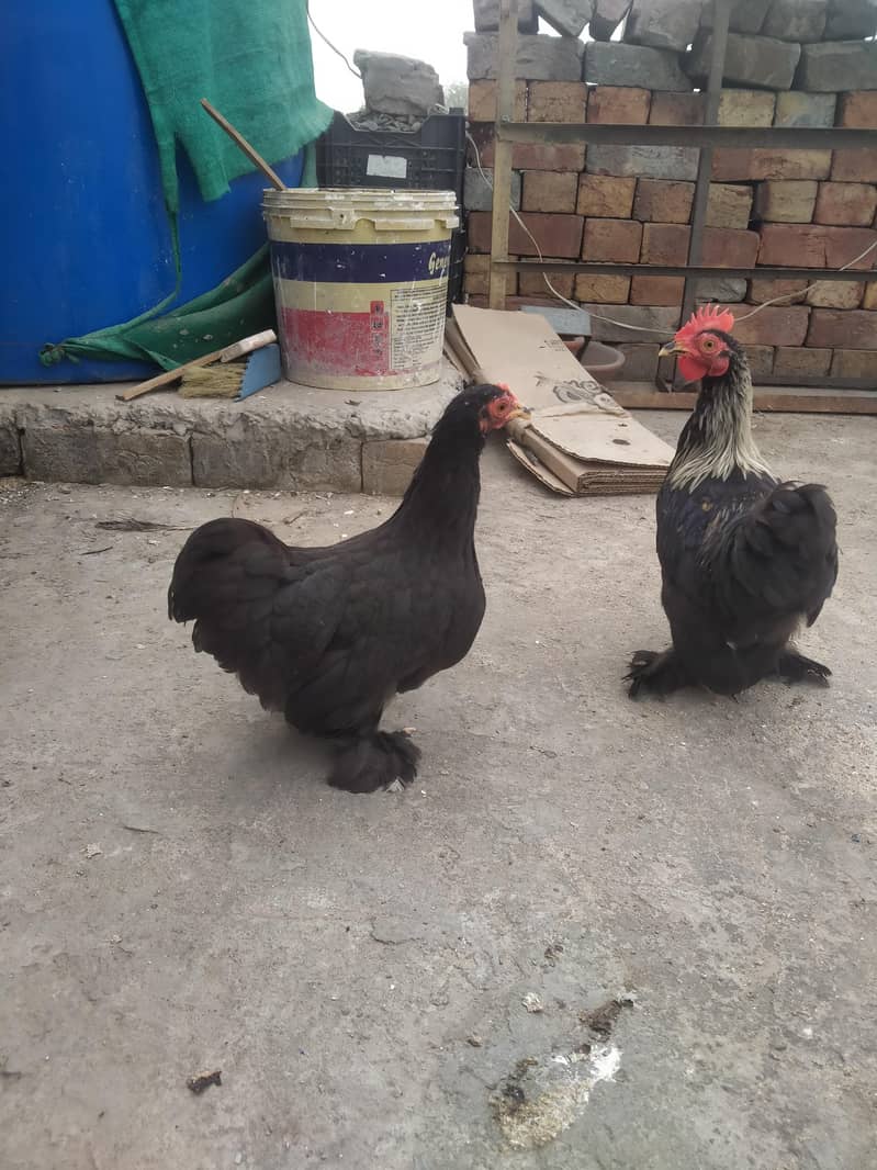 Bantam Pair 1