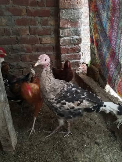 do Mel hai aur do female Turkish Bird. only Whatsapp. 03404223909