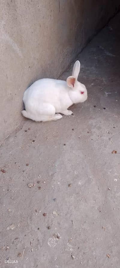 Desi or newZealand or Flemish rabbit for sale  0324704869