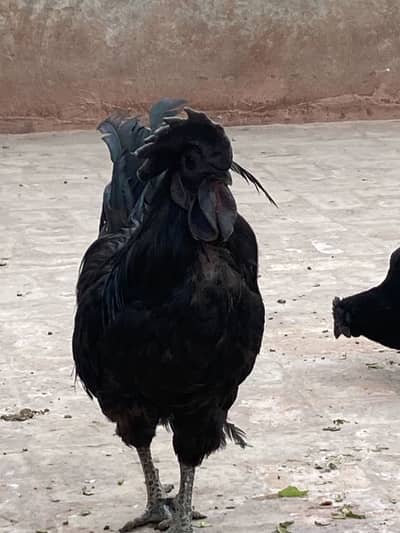 Ayam cemani breeder set and desi murga