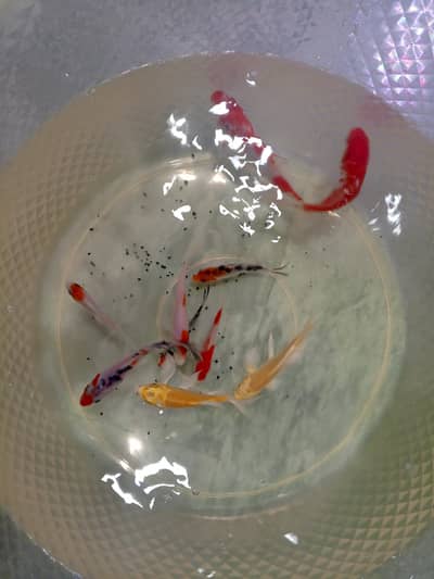 Japanese Koi Carps