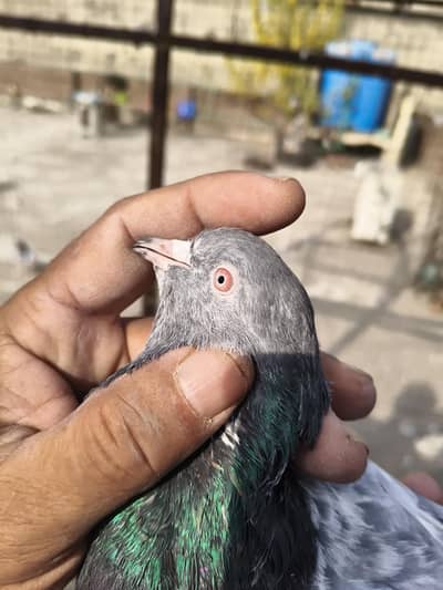 parwazi bchy for sale