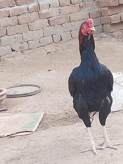 price 5500 final contact number 03267224967 whtp or phone bii yehii ha