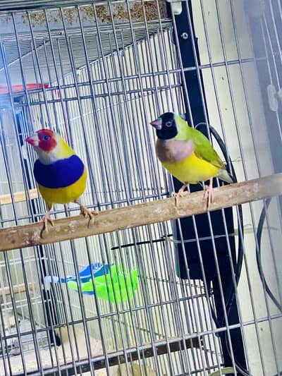 Goldian (breeder pair)