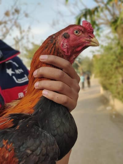 Aseel lakha for sale white nok nali white eye's main hai  0319-5191504