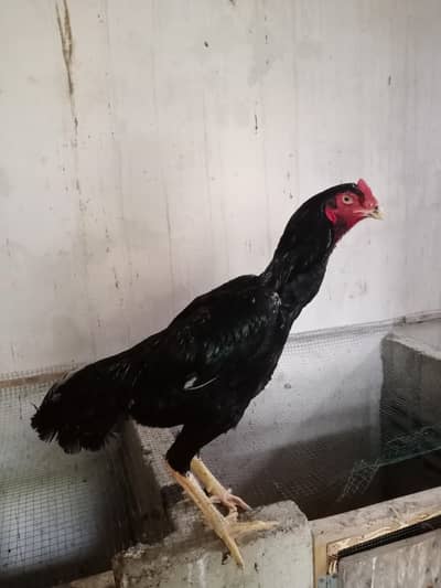Black Shamo Rooster – 10 Months – Breeder Grade