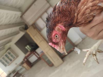 Assel lakha maadi available