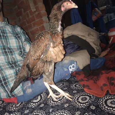 healthy seal cock for sale