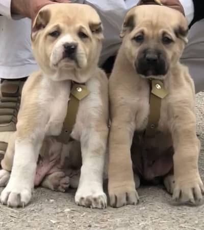 alabai security dog 2 month pair for sale heavy bone