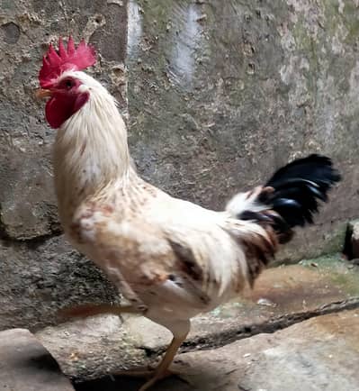 Rooster For sale