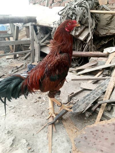 healthy murga for sale