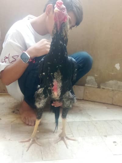 Strong Aeel java murgha for sale price 13000