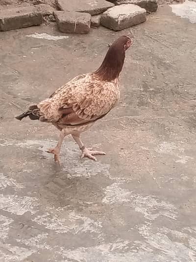 kolanga charga 8 months