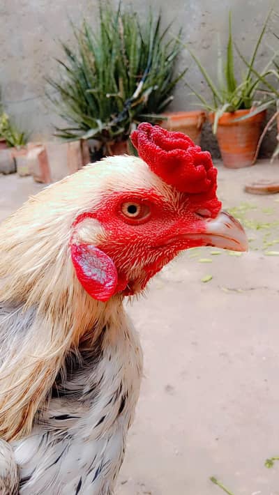 Aseel Quality Breeder